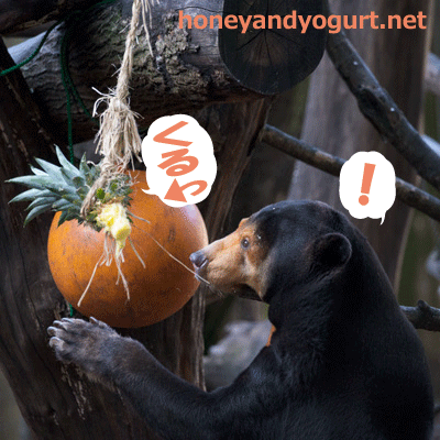 上野動物園　マレーグマ　キョウコ