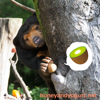 上野動物園　マレーグマ　キョウコ
