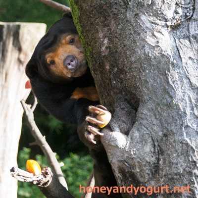 上野動物園　マレーグマ　キョウコ