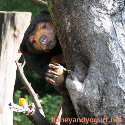 上野動物園　マレーグマ　キョウコ