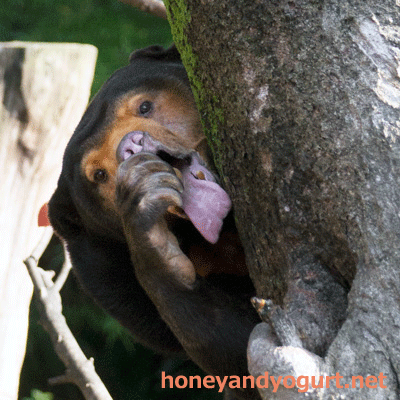 上野動物園　マレーグマ　キョウコ
