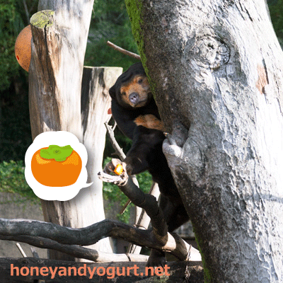 上野動物園　マレーグマ　キョウコ