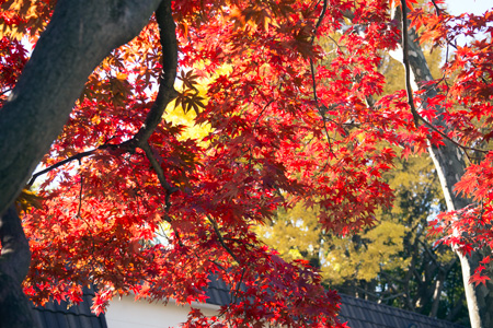 上野動物園　東園　食堂前　紅葉