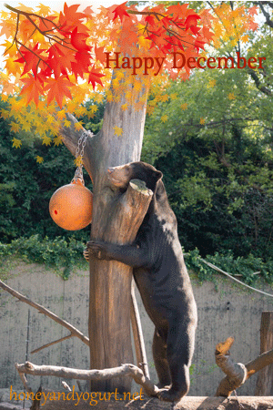上野動物園 マレーグマ アズマ
