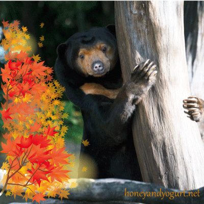上野動物園 マレーグマ キョウコ