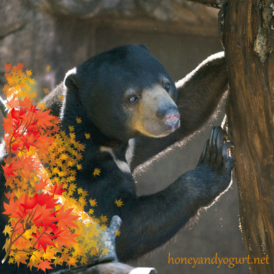 上野動物園 マレーグマ モモコ