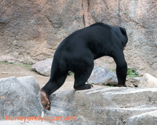 鹿児島市　平川動物公園　マレーグマ　ハニイ