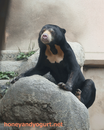 鹿児島市　平川動物公園　マレーグマ　ハニイ