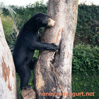 上野動物園　マレーグマ　フジ