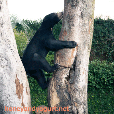上野動物園　マレーグマ　フジ