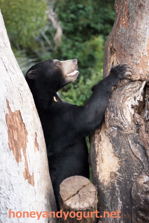 上野動物園　マレーグマ　フジ