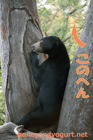 上野動物園　マレーグマ　フジ