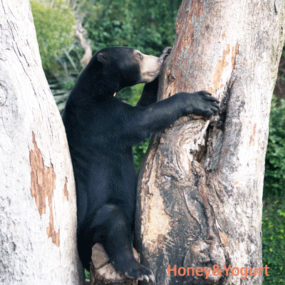 上野動物園　マレーグマ　フジ