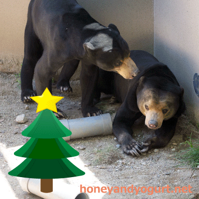 福岡市動物園 マレーグマ サニー マチ