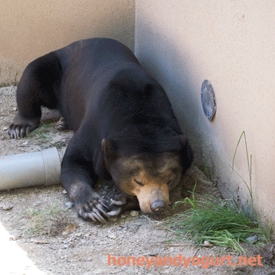 福岡市動物園 マレーグマ マチ