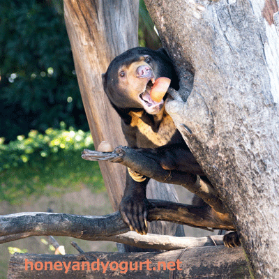 上野動物園　マレーグマ　アズマ