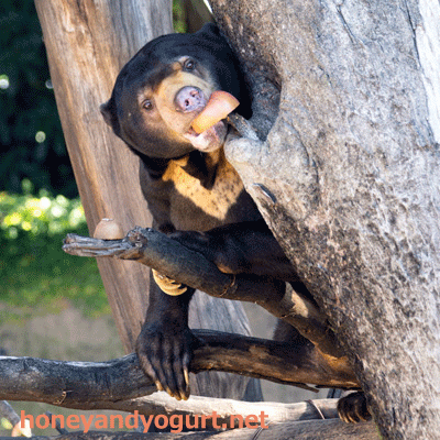 上野動物園　マレーグマ　アズマ