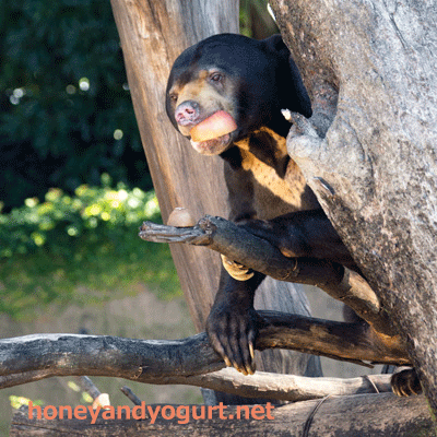 上野動物園　マレーグマ　アズマ