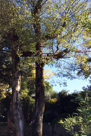 上野動物園　マレーグマ舎
