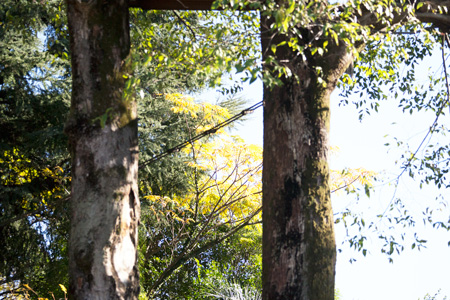 上野動物園　マレーグマ舎