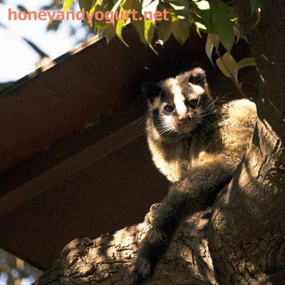 上野動物園　マレーグマ舎