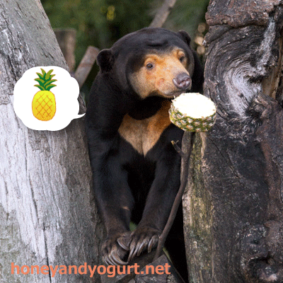 上野動物園　マレーグマ　キョウコ