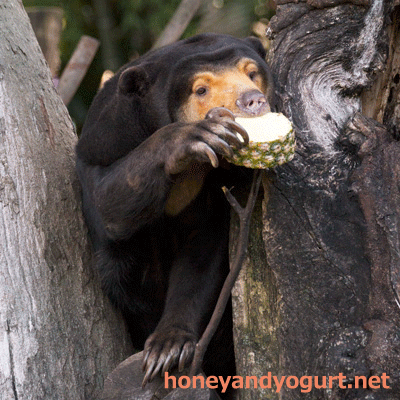 上野動物園　マレーグマ　キョウコ