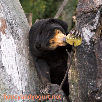 上野動物園　マレーグマ　キョウコ