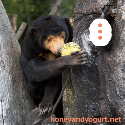 上野動物園　マレーグマ　キョウコ