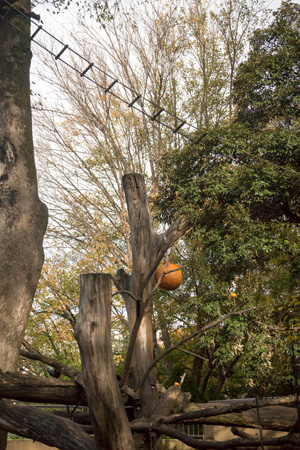 上野動物園　マレーグマ舎