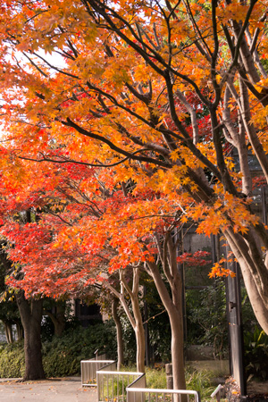 上野動物園　紅葉