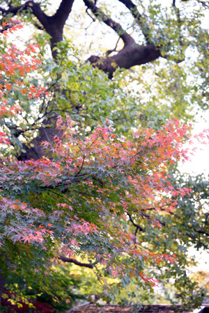 上野動物園　紅葉