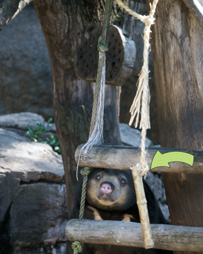 上野動物園　マレーグマ　モモコ