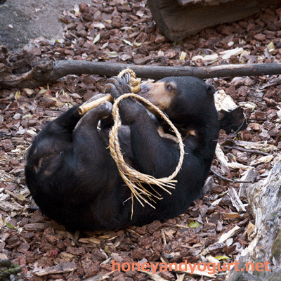 上野動物園　マレーグマ　モモコ