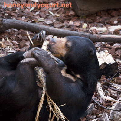 上野動物園　マレーグマ　モモコ