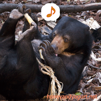 上野動物園　マレーグマ　モモコ