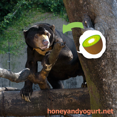 上野動物園　マレーグマ　アズマ