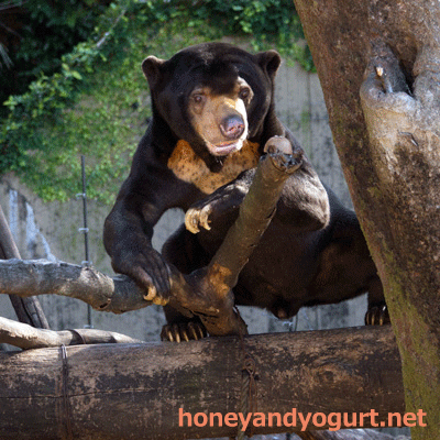 上野動物園　マレーグマ　アズマ
