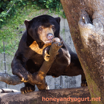 上野動物園　マレーグマ　アズマ