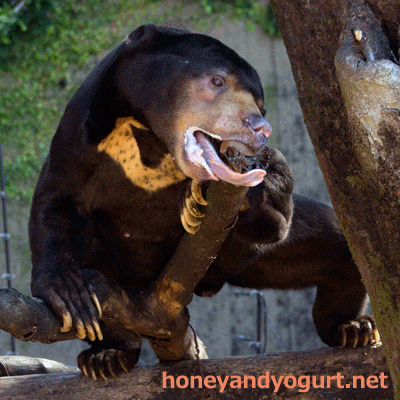上野動物園　マレーグマ　アズマ