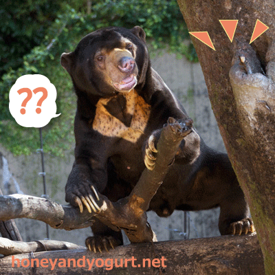 上野動物園　マレーグマ　アズマ