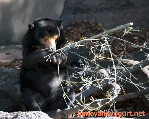上野動物園　マレーグマ　キョウコ