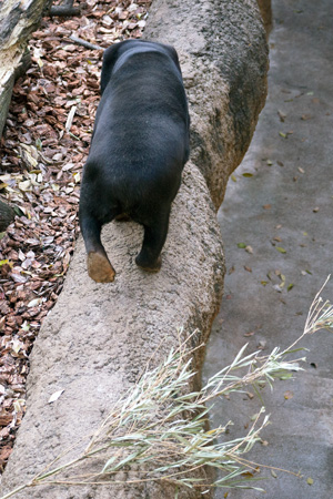 上野動物園　マレーグマ　キョウコ