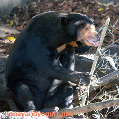 上野動物園　マレーグマ　キョウコ