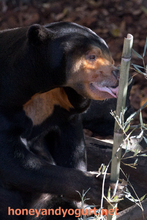 上野動物園　マレーグマ　キョウコ