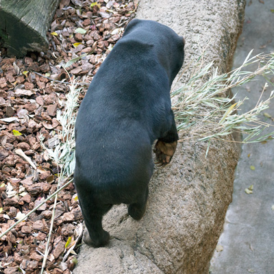 上野動物園　マレーグマ　キョウコ