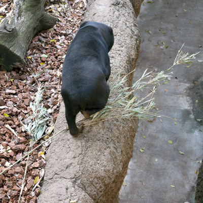 上野動物園　マレーグマ　キョウコ