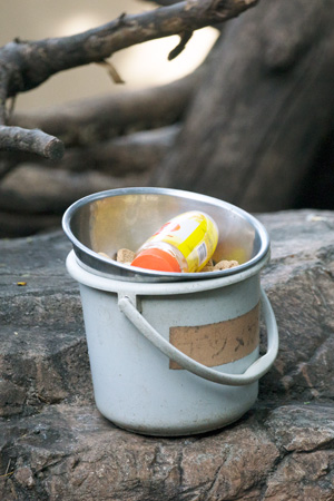 上野動物園　マレーグマ舎　ハチミツ