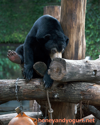 上野動物園　マレーグマ　フジ