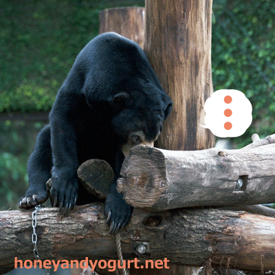 上野動物園　マレーグマ　フジ